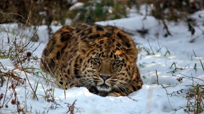 Самый редкий в мире леопард