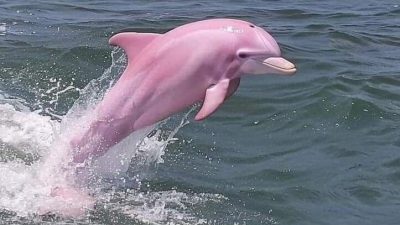 Рыбаки разгадывают тайны розовых речных дельфинов