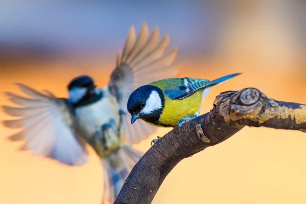 Утреннее пение птиц