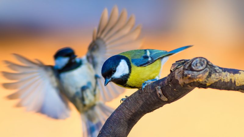 Утреннее пение птиц Автор GreensandBlues | Epoch Times Media