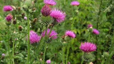 Огородные сорняки и здоровье кишечника