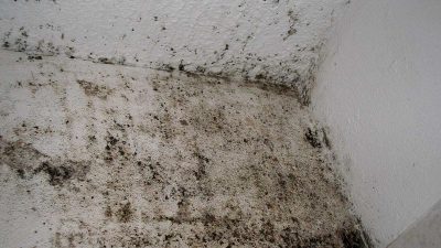 Целостный подход к лечению плесневых заболеваний