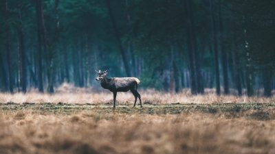 Ваши потомки могут не увидеть диких животных. За полвека их численность сократилась на 69%