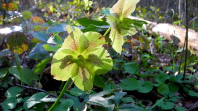 Эксперт: Умерший бывший лидер Китая Цзян Цзэминь превзошёл по жестокости Гитлера