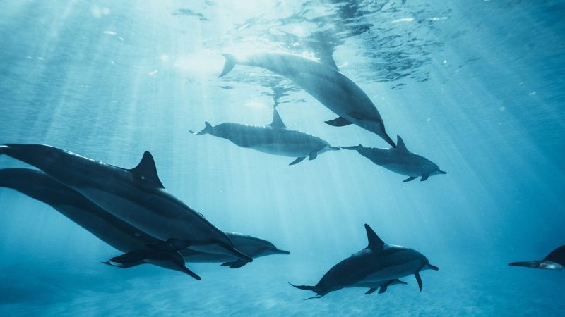 Учёные предлагают три основные причины, по которым дельфины могут спасать людей | Epoch Times Media