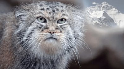 На Эвересте, недалеко от «зоны смерти» обнаружены дикие манулы