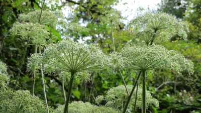 Женский женьшень: известная китайская трава для омоложения тела