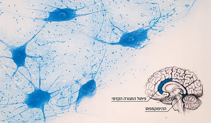 «Супер-старейшины» — кто они?