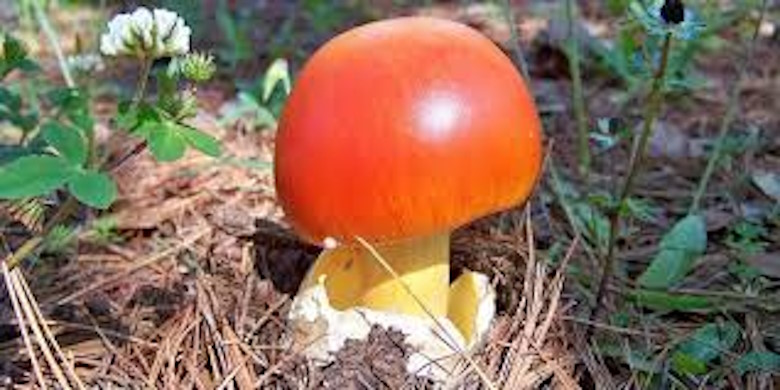 Удивительные свойства грибов