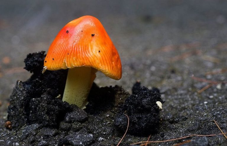 Удивительные свойства грибов