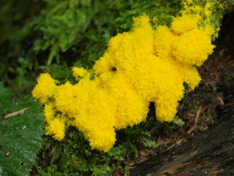 Удивительные свойства грибов