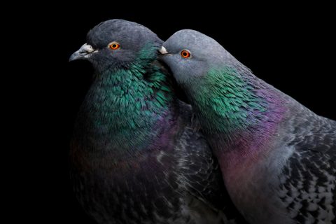 Гран-при, скалистый голубь (любезно предоставлено Лироном Герцманом/Audubon Photography Awards) | Epoch Times Media