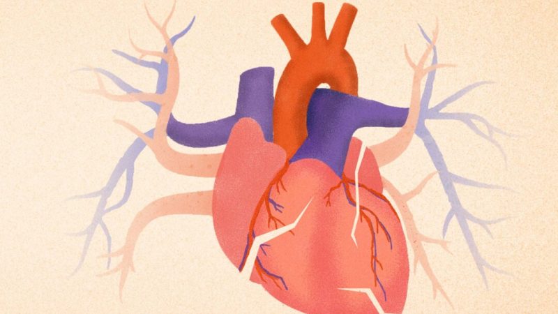 Что не отражают стандартные кардиологические обследования