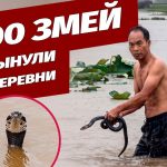 Наводнение выпустило на свободу сотни ядовитых змей: жители китайского региона живут в страхе. Видео