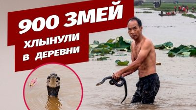 Сотни змей оказались на свободе из-за наводнения в Китае